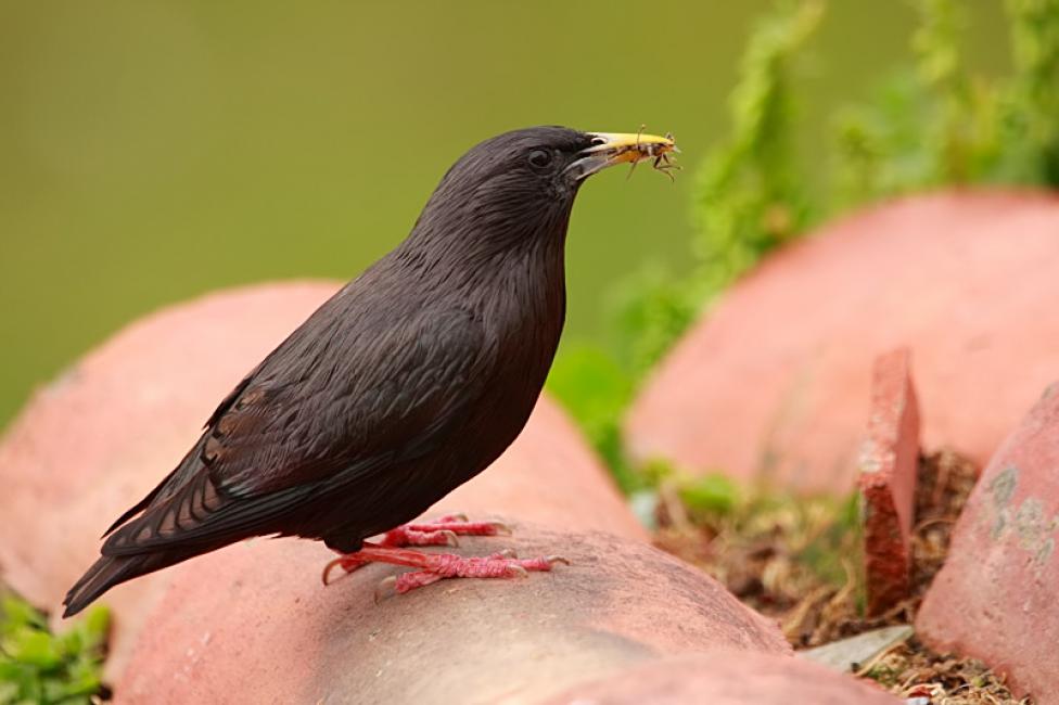 Imagen 34 de la galería de Otras aves (PDF)